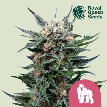 Royal Gorilla (Royal Queen Seeds) 3 graines