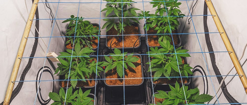 Augmenter facilement le rendement avec ScrOG - Screen of Green