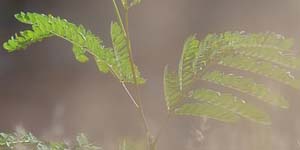 Quelles graines cannabis sont adaptees a la culture exterieur