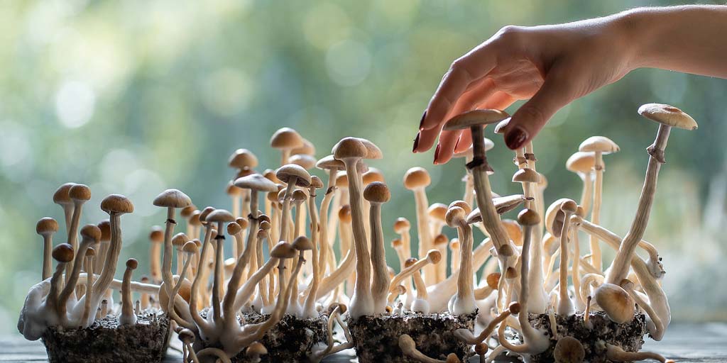 Cultiver des Champignons Magiques pour Débutants