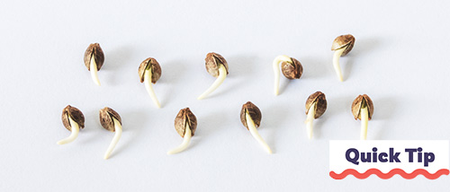 Graines de cannabis germées sur un fond blanc