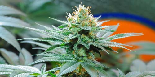 Amnesia Weed : Toutes les Sortes et Informations