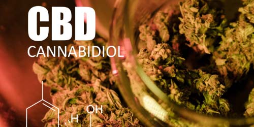 Tout ce que vous devez savoir sur l’achat et la consommation de cannabis contenant du CBD ?