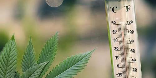 Voici les températures de vaporisation idéales pour le cannabis et autres herbes