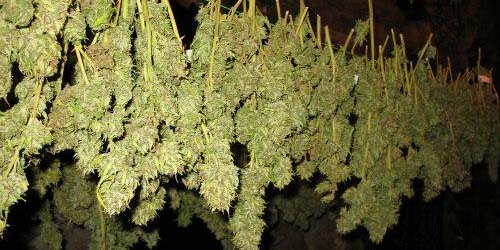 Affinage et Sechage Cannabis en Quelques étapes Simples