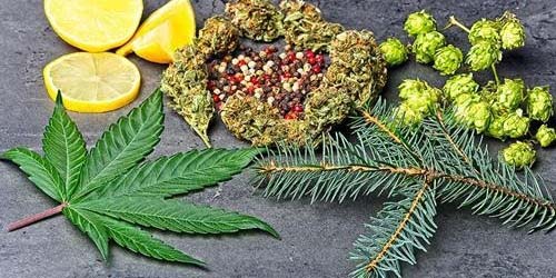 Effets du cannabis : Quels effets le cannabis peut-il avoir sur votre corps ?