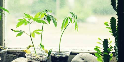 5 conseils pour la croissance de votre plante de cannabis
