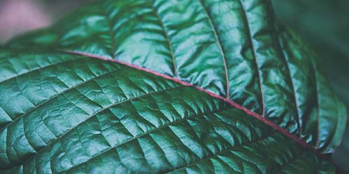 Kratom - Qu'est-ce que le Kratom et quels en sont les effets ?