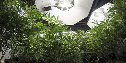 Plantes de cannabis sous la lumière de culture - Quelle doit être la puissance de la lumière ?