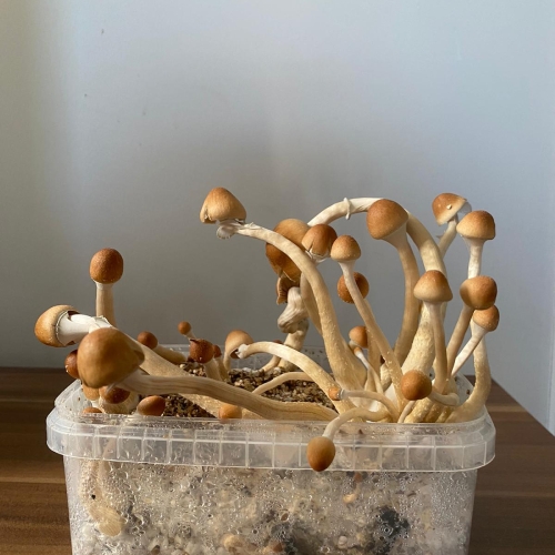 mckennaii paddo kweekset
