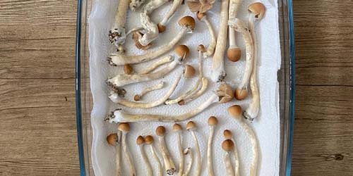 Rapport de culture des McKennaii Champignons Hallucinogènes