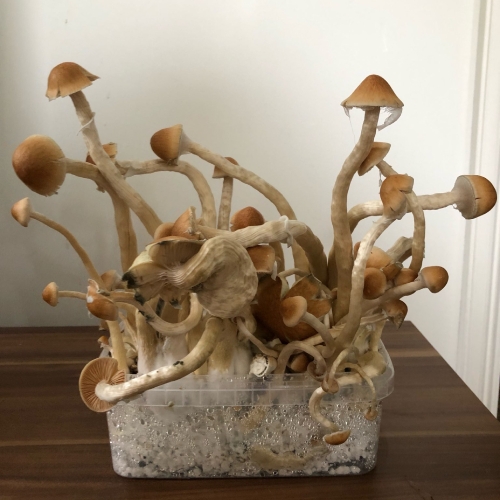 mckennaii paddo growkit