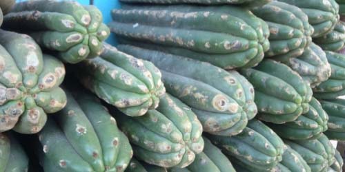 Cactus contenant de la Mescaline - Comment consommer le Peyotl et San Pedro ?