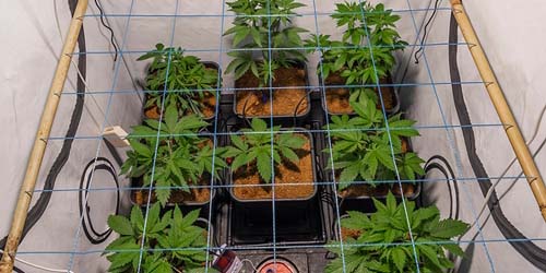 Augmenter facilement le rendement avec ScrOG - Screen of Green