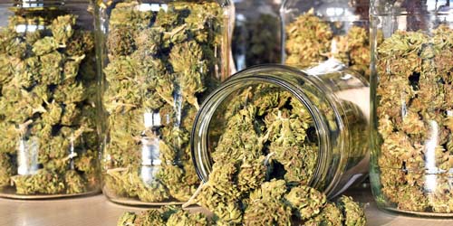 Voici les graines de cannabis à autofloraison avec le rendement le plus élevé