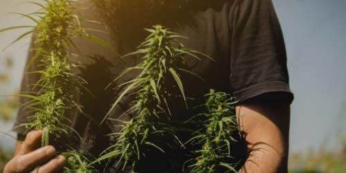 Top 10 de la Culture Cannabis : Les meilleures Fournitures et Accessoires
