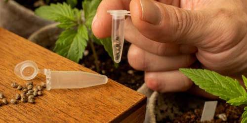 Les 5 Meilleures Graines De Cannabis Pour La Culture De Cannabis Médical