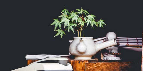 Culture du cannabis à floraison automatique : Mythes, avantages et points d'attention