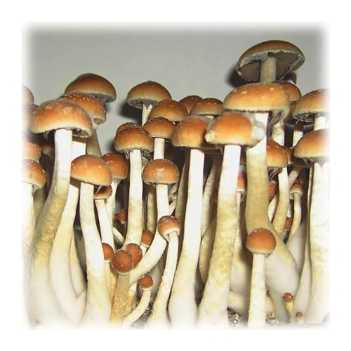 paddo's golden teacher (Psilocybe aurumescens) paddo's golden teacher (Psilocybe aurumescens)