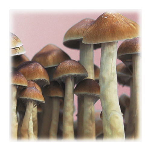 paddo's mckenna (psilocybe mckennaii) paddo's mckenna (psilocybe mckennaii)