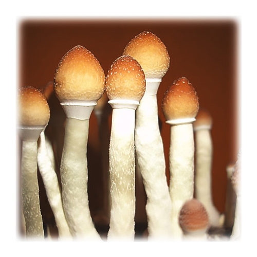 paddo's thai (psilocybe cubensis) paddo's thai (psilocybe cubensis)
