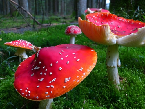 vliegenzwam - amanita muscaria vliegenzwam - amanita muscaria