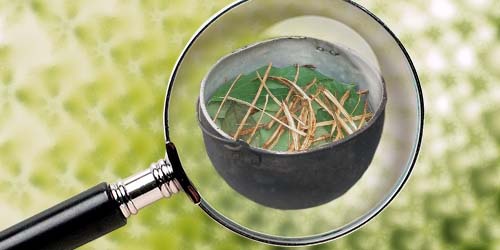 Microdosage Partie 2: Le microdosage de l'Ayahuasca, est-ce possible?