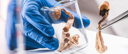 Les Experts Révèlent : Meilleures Méthodes Sécher Truffes & Champignons !