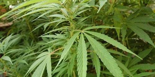 Cultiver du cannabis en 8 étapes simples