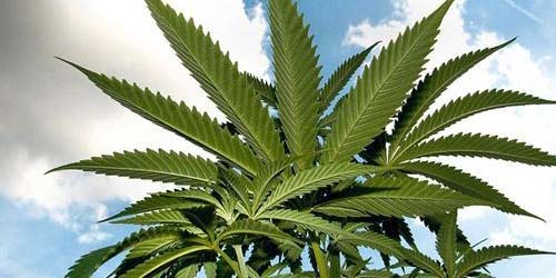 5 Plantes de cannabis bizarres qui repoussent les limites de la culture du cannabis