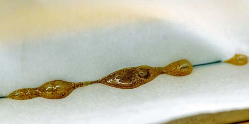 Cours de fabrication de dabs - Partie 1 : Fabrication de rosin