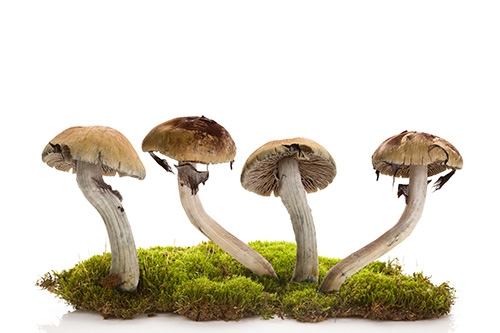 champignons hallucinog&egrave;nes sur de la mousse