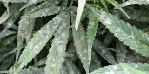 Votre cannabis a-t-il de l’oïdium ? luttez contre curativement !