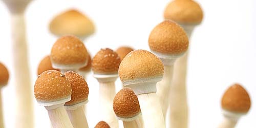 Rapport: Culture Champignons Golden Teacher