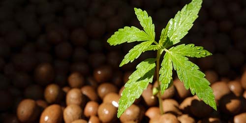 La culture hydroponique pour les débutants : laine de roche, coco ou granulés-hydro ?