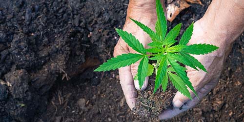 Le meilleur terreau pour cannabis