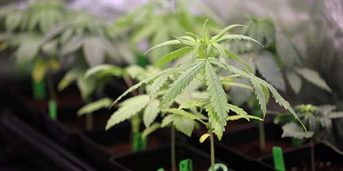 Pourquoi la pré-croissance du cannabis peut augmenter votre rendement