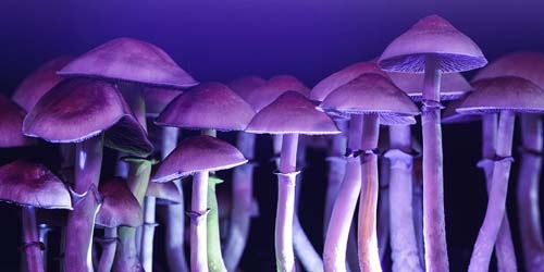 La lumière bleue peut-elle augmenter le rendement de votre kit de culture de champignons ?