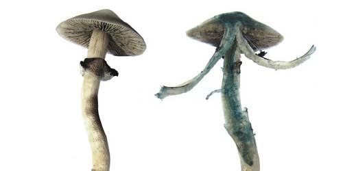 Est-ce la psilocybine qui rend les champignons hallucinogènes bleus ?