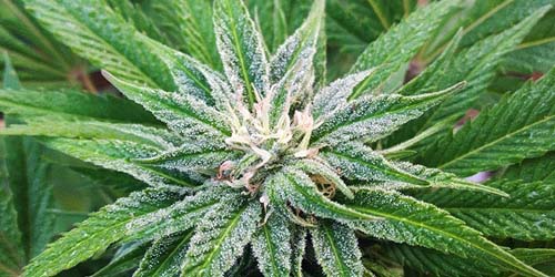 Cannabis White Widow : toutes les différences entre les variétés