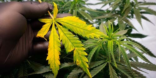 Nutriments de Cannabis : y a-t-il vraiment une différence entre les nutriments de croissance et de floraison ?