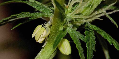 Un hermafrodiete parmi mes plantes de cannabis – Que faire ?