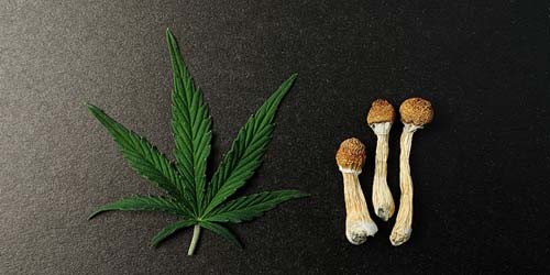 Triper, être high et stone - Quelles différences ?