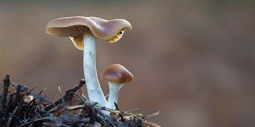 Comparez les truffes et les champignons hallucinogènes les plus forts !