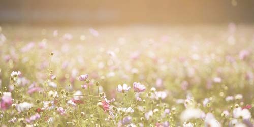 Jardin d'herbes plein de psychédéliques - Cultiver des drogues vous-même