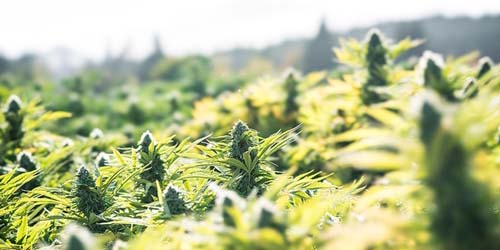 Au secours, ma plante de cannabis est déjà en train de fleurir ! Tout savoir sur la floraison précoce