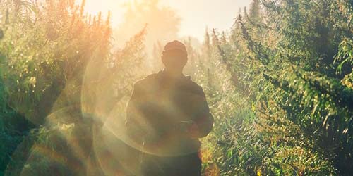 À propos de la Skunk, la Kush, la Haze et autres variétés hybrides