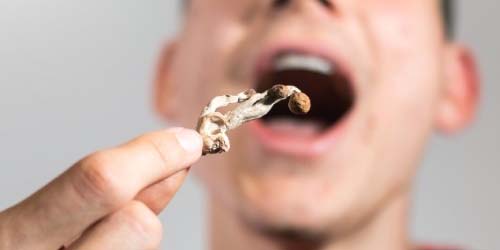 Première fois Champignons Hallucinogènes : Effets et Conservation