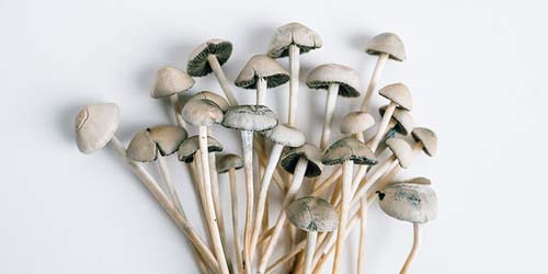 Copelandia Rapport - Faire Pousser des Shrooms
