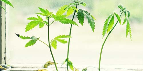 Jeune Plante de Cannabis qui s’étire : Cultiver sans Lampe